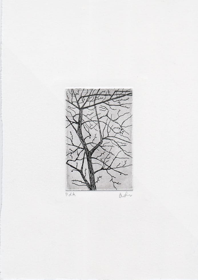 Albero